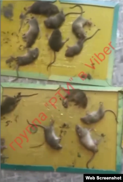 Скриншот с видео жительницы Лисичанска, которая показывает количество пойманных крыс в своем доме. Источник: ТГ-канал Труха Луганск