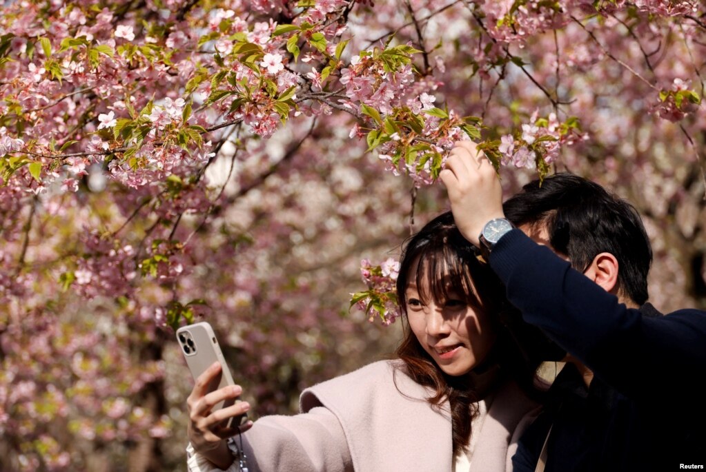 Vizitorët duke bërë fotografi selfie mes qershive që kanë filluar të lulëzojnë në një park në Tokio, Japoni.