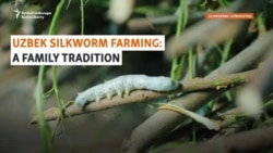 The Hard Labor Behind Luxury: Uzbek Silkworm Growing Is A Family Tradition