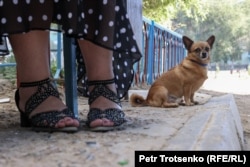 Домашняя собачка сидит у ног своей хозяйки. Село Улькен, Алматинская область, 20 августа 2023 года