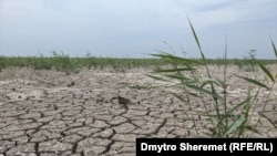 Каховское водохранилище высохло и зарастает травой, август 2023 года