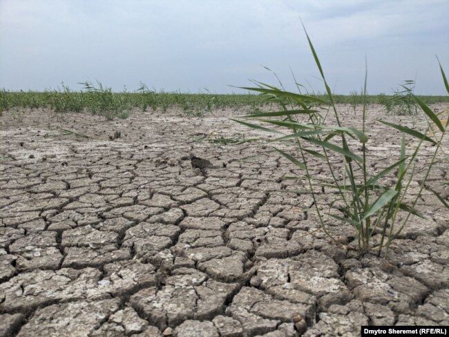 Каховське водосховище висохло і заростає травою, серпень 2023 року