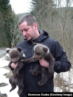Biologul Domokos Csaba de la Fundația Milvus din Târgu Mureș a studiat ani de zile comportamentul urșilor din zonă.