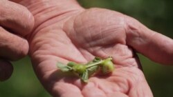 Borba sa osama koje uništavaju kestenje u Albaniji