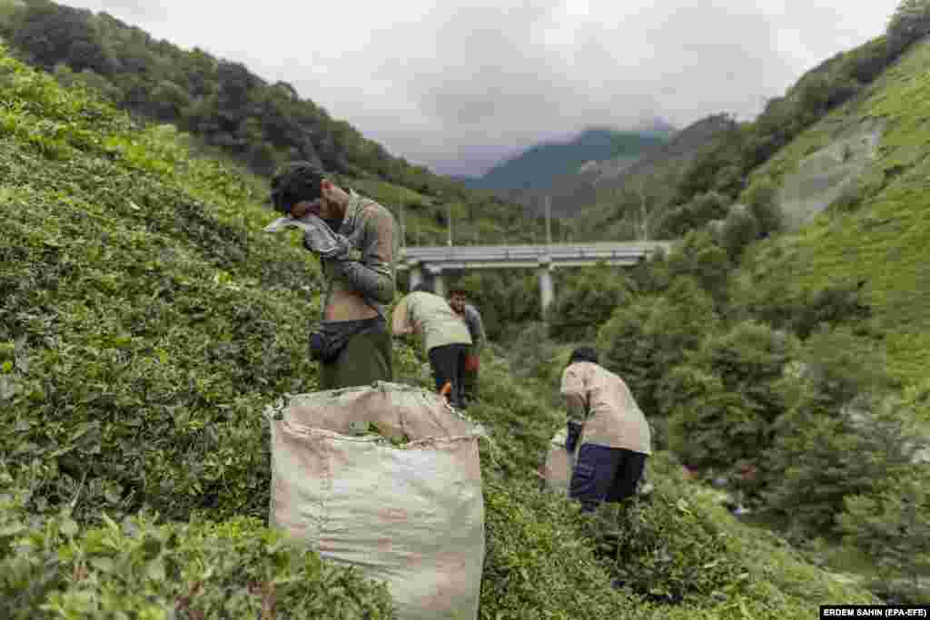 An Afghan who has been living in Turkey for the past three years said that though the work of tea harvesting is hard, he can earn 1,400&ndash;1,500 liras ($54) a day.&nbsp;This equates to over a quarter of the average monthly income in Afghanistan.