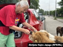 Ajeta Rexhepoviq kujdeset në mënyrë vullnetare për qentë e pastrehë.