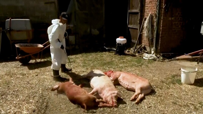 U BiH eutanazirano 20.000 svinja zbog svinjske kuge
