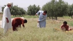 بلوچستان کې د شین ګلي په نوم بوټي کروندګر اغېزمن کړي
