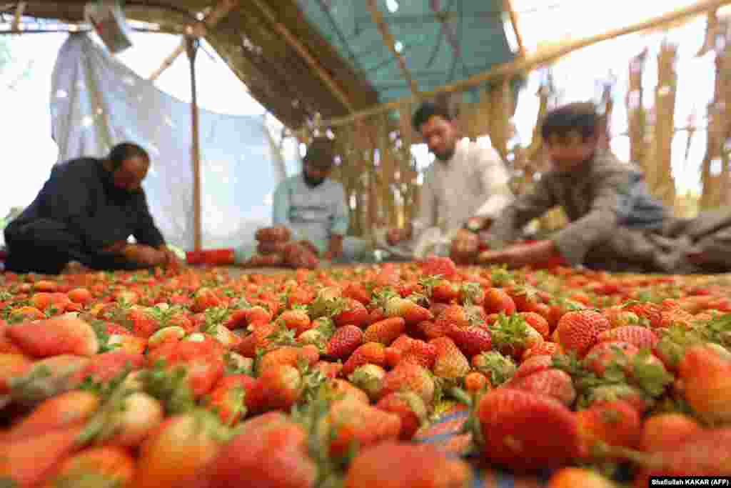 Afghan farmers sort strawberries after harvesting them from a field on the outskirts of Jalalabad.&nbsp;