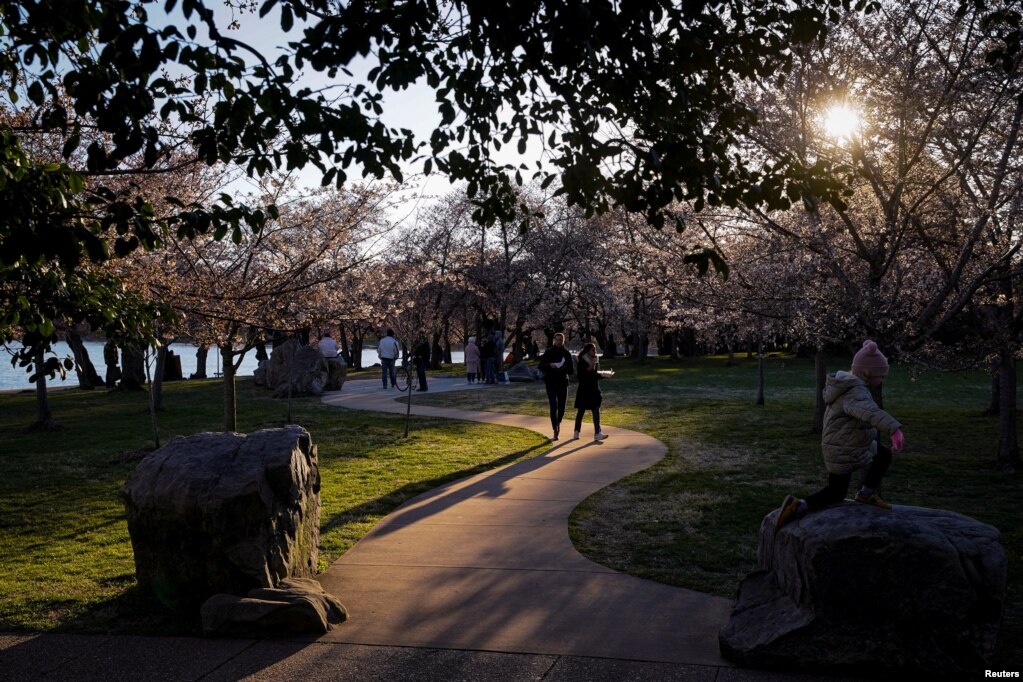 Njerëzit duke ecur mes qershive që kanë lulëzuar pranë liqenit në Uashington, SHBA.