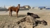 Horses in the Atyrau region after the floods had receded on April 10