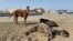 Horses in the Atyrau region after the floods had receded on April 10