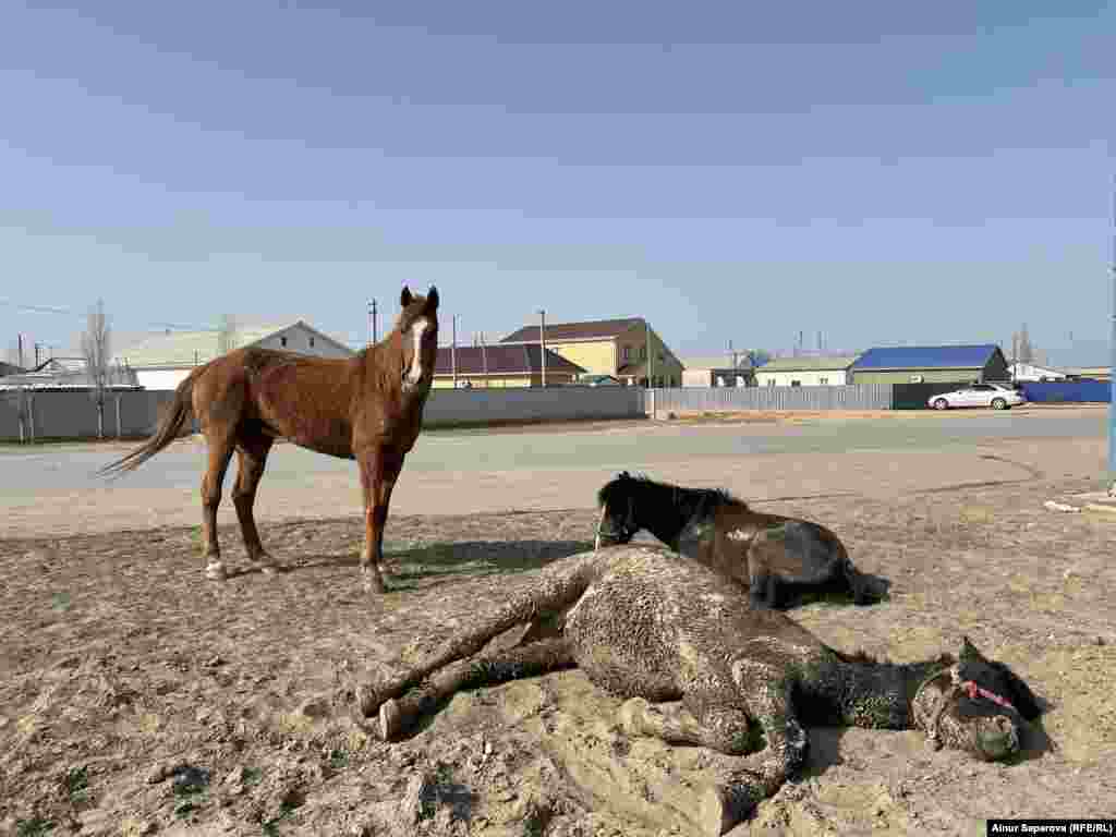 Horses relax on dry ground in&nbsp;Qulsary. The spring floods have forced around 100,000 people from their homes in&nbsp;Kazakhstan with more evacuations expected. &nbsp;