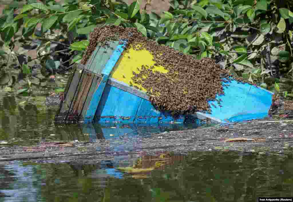 Árvízbe borult méhkas Sadove faluban. A szakértők arra figyelmeztettek, hogy egy évtizedbe telik, amíg a növény- és állatvilág populációja visszatér, és alkalmazkodik az új feltételekhez