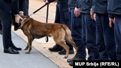 Službeni pas Zigi, član tima Srbije, po povratku iz Turske u Beograd. Foto: MUP Srbije