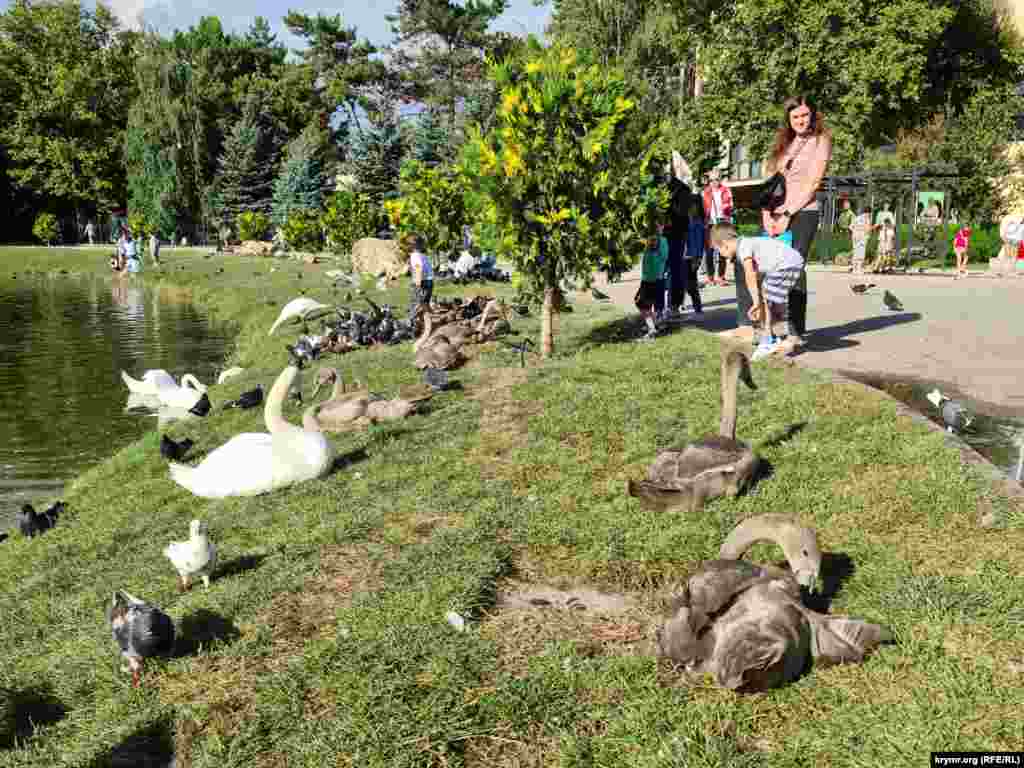 Все птичье племя Гагаринского парка живет дружно, вместе с голубями любят получать угощение от посетителей парка