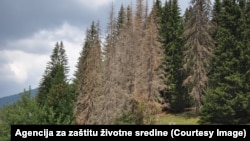 Dio zaraženih četinara u Crnoj Gori, juni 2024.