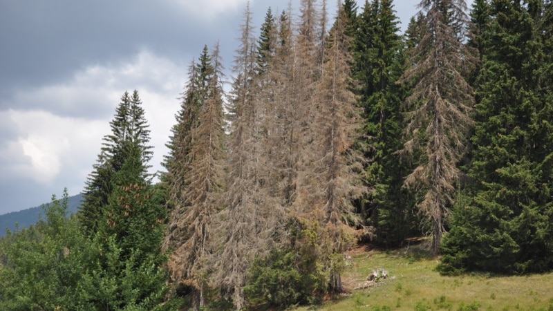 Šume u Crnoj Gori ugrožene, Vlada naredila hitnu sječu zaraženih stabala