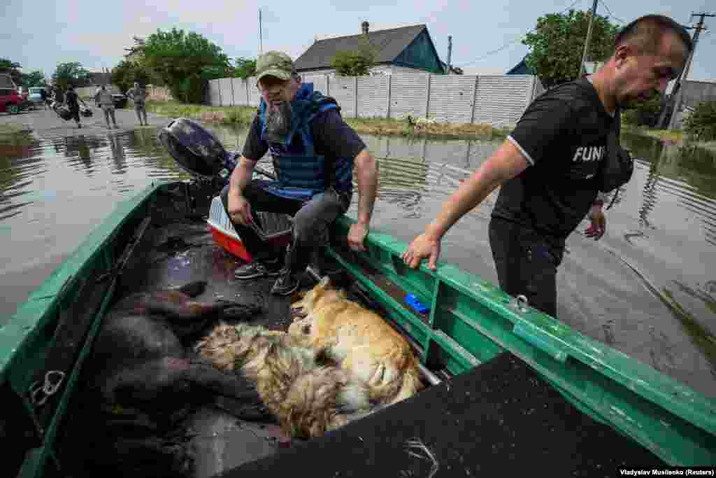 Volunteers evacuate sedated dogs in a boat during search-and-rescue operations. The volunteers are working amid Russian shelling from across the Dnieper River and must be wary of land mines displaced by the floods.