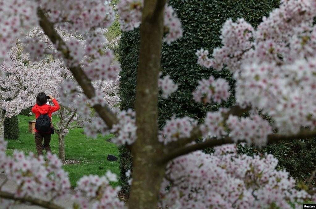 Një qytetar fotografon lulëzimin e qershisë në Kew Gardens në Londër, Britani, 21 mars 2024.