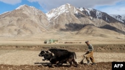 A farmer in Badakhshan. (file photo)