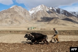 Një fermer duke lëruar arën në Badakhshan.