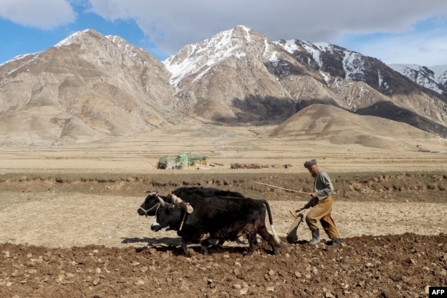 Një fermer duke lëruar arën në Badakhshan.