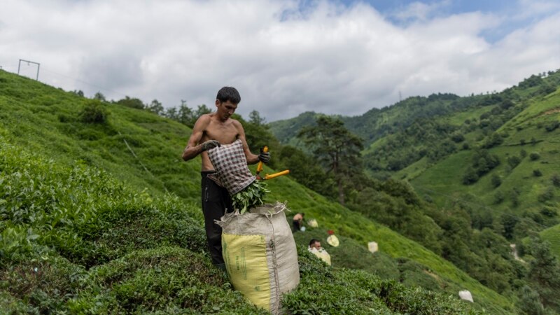 Në kërkim të një jete më të mirë: Emigrantët afganë punojnë në plantacione çaji në Turqi