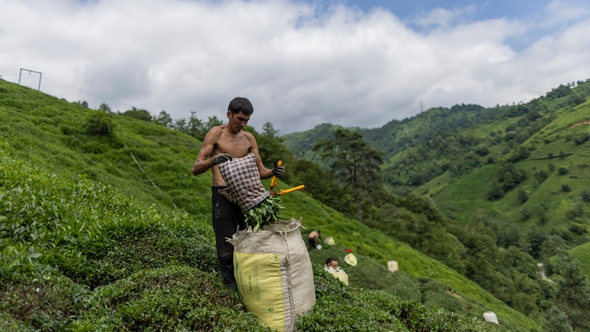 Afghan Migrants Seek A Better Life At A Turkish Tea Plantation