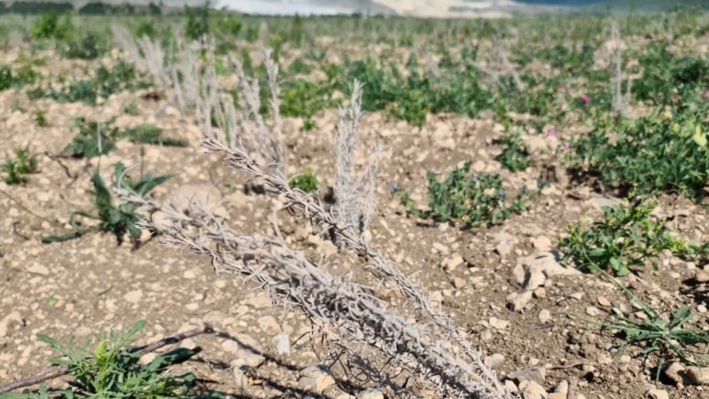 В Крыму сильный неурожай из-за засухи 