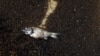 SINGAPORE-ENVIRONMENT/OIL-SLICK