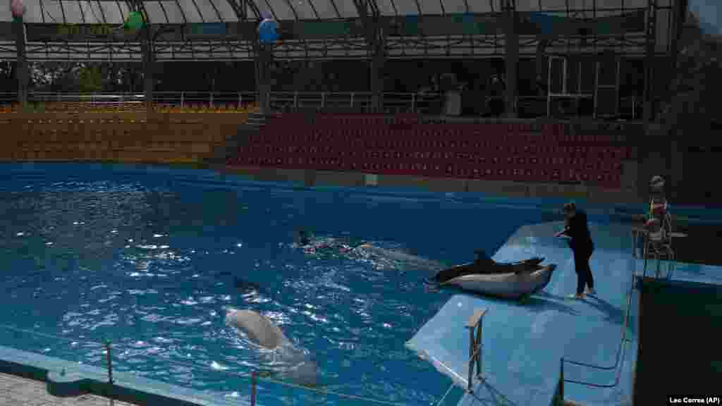 Iako je Rumunija primila sve koje je mogla, drugi delfini kao što su Zevs i Lepotica i njihovi treneri (na slici u septembru 2022.) ostaju u parku, koji je oštećen ruskim granatiranjem. &nbsp;