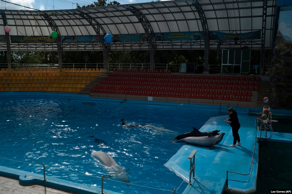 Румунія прийняла всіх, кого могла. Але дельфіни Зевс і Красуня та їхні дресирувальники залишилися в пошкодженому російськими обстрілами дельфінарії «Немо». Харків, фото від 21 вересня 2022 року