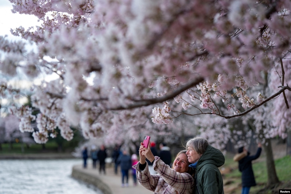 Vizitorët duke u fotografuar nën qershitë e lulëzuara, përgjatë pellgut Tidal në Uashington.