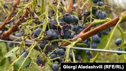 სეტყვის შედეგები კახეთში