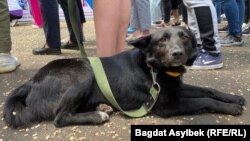 Собака на митинге в Алматы против жестокого обращения с животными. 14 мая 2023 года