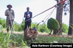 Egy kezelő mutatja be, miként szaglászik az afrikai óriáspatkány taposóaknák után