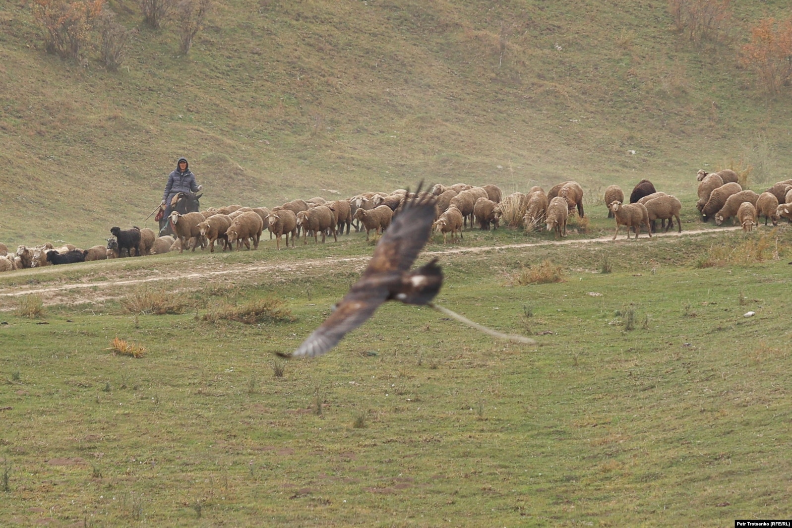 Një bari delesh i hipur mbi një kalë, po shikon teksa një shqiponjë fluturon në ajër gjatë garës.