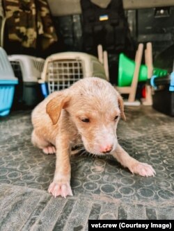 A puppy that was rescued from the flooding