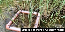 У 2022 році конструкцію, яка природним способом очищує воду, мали ставити на київських озерах