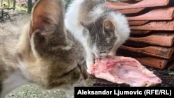Gladne mačke na ulicama crnogorskih gradova, Podgorica, 2. jun 2024.