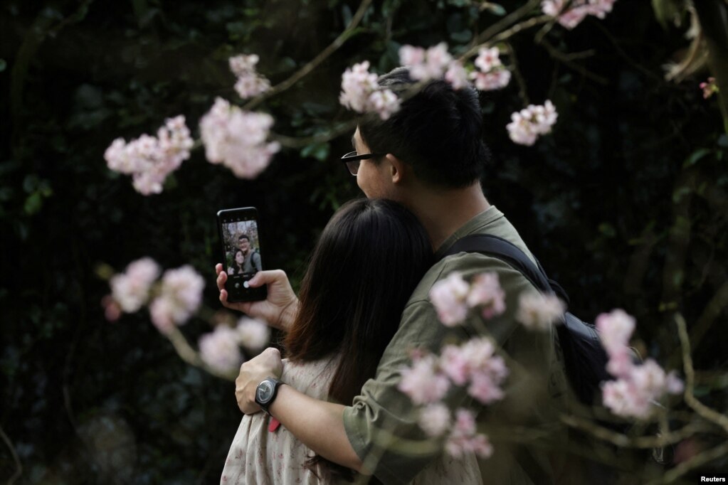 Një çift bën një selfie me lule qershie në Lohas Park në Taipei, Tajvan.