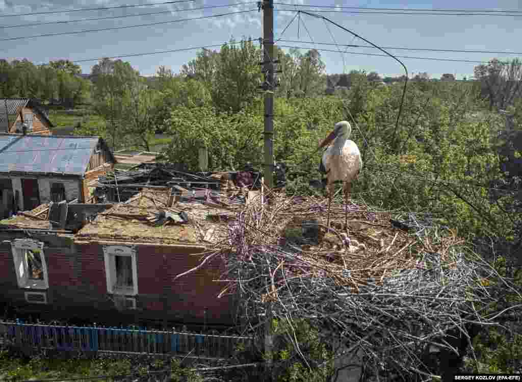 Gnijezdo roda ispred zgrade koja je prethodno oštećena ruskim granatiranjem u naselju Zolochiv, u ukrajinskoj regiji Harkiv.