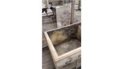 Приют "Открой свое сердце" во время наводнения, Приморье.mp4