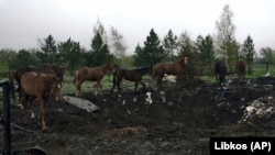 Horses pass a crater left by a missile on an abandoned horse farm in Avdiyivka in Ukraine's eastern Donetsk region.