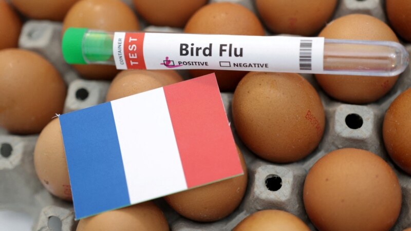 Francuska naručuje 80 miliona doza vakcine protiv ptičje gripe