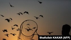 AFGHANISTAN-SOCIETY-PIGEONS