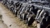 Farma krava u SAD, 31. mart 2017. U mnartu 2024. ptičjim gripom zaražena su stada u Teksasu, Kanzasu i nekoliko drugih država.