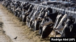 Farma krava u SAD, 31. mart 2017. U mnartu 2024. ptičjim gripom zaražena su stada u Teksasu, Kanzasu i nekoliko drugih država.