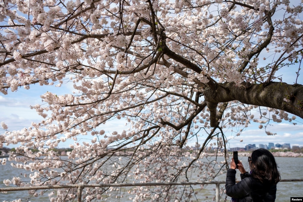 Një grua duke fotografuar degët e lulëzuara të qershisë në Uashington.
